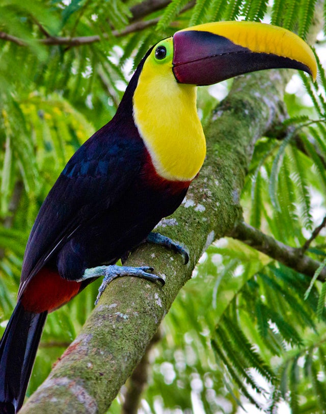 Tortuguero National Park - Sarapiqui