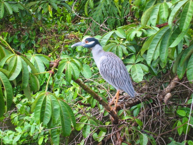 Tarcoles - Manuel Antonio National Park