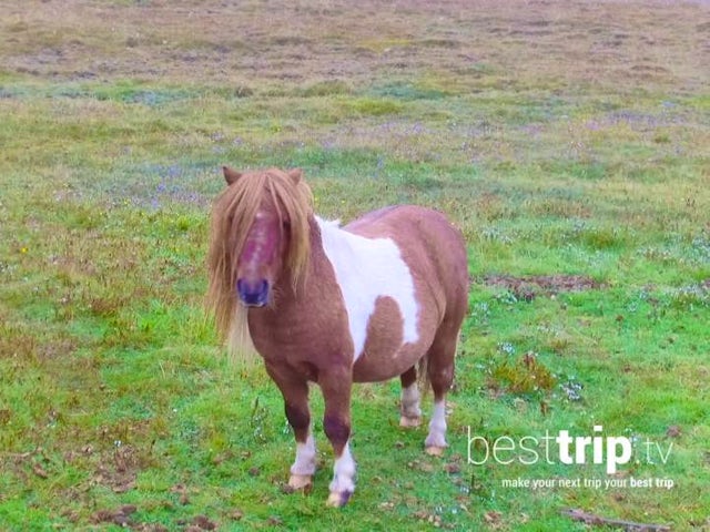 Ponies and 3 More Reasons to Visit Scotland's Shetland Islands