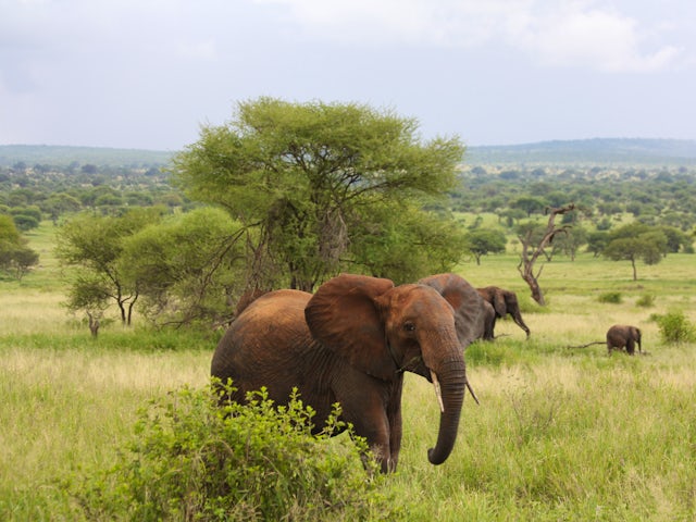 Tuesday, July 2, Tarangire