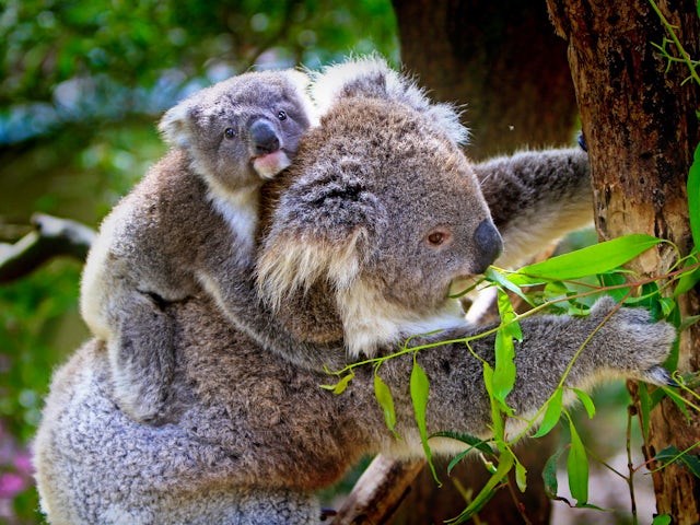 Sunday, February 2, Melbourne, Australia