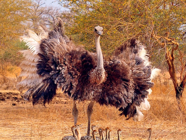 Oudtshoorn