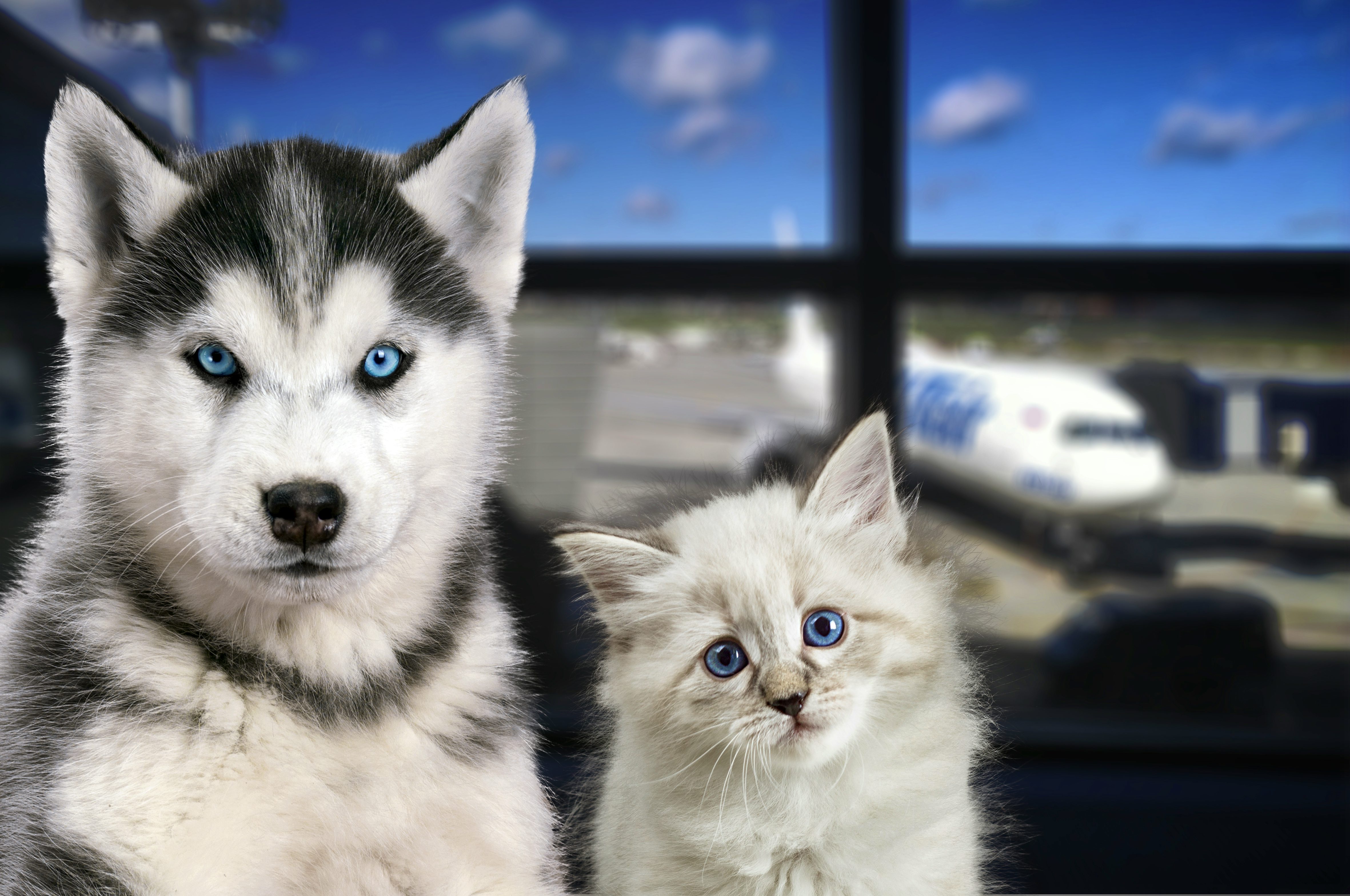 Air Transat now accepting pets onboard
