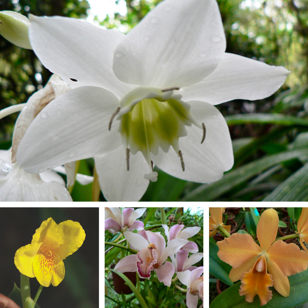 Cartago - Lankester Gardens