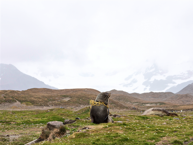 To Celebrate 125 Years of Exploring, this Expedition Cruise Line Bans Plastics