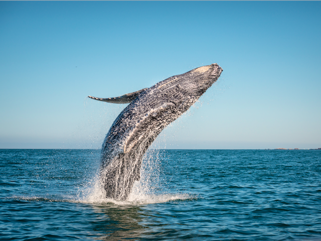 11 Best Places in the World to Go Whale Watching