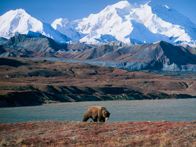 Experience Denali National Park Pre/ Post Seabourn Alaska Cruise on a Seabourn Journey