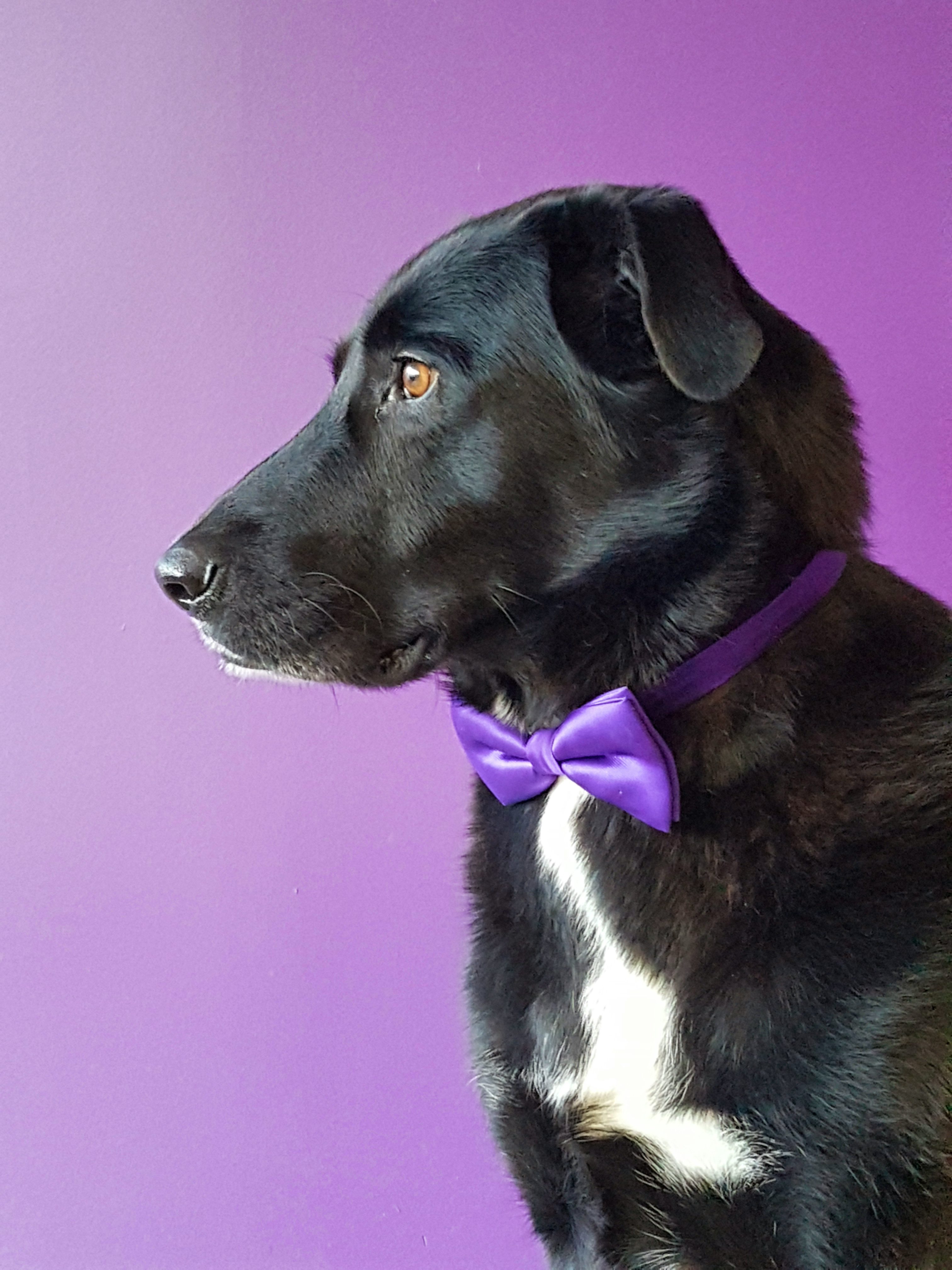 Tuxedo