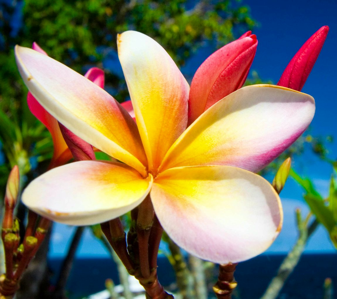 Tahiti