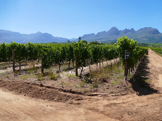 Stellenbosch